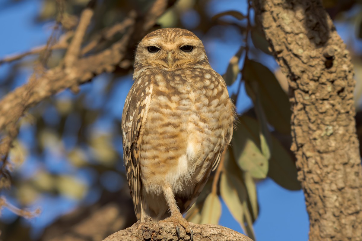 Burrowing Owl - ML609744624