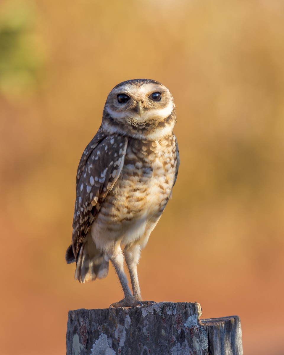 Burrowing Owl - ML609744625