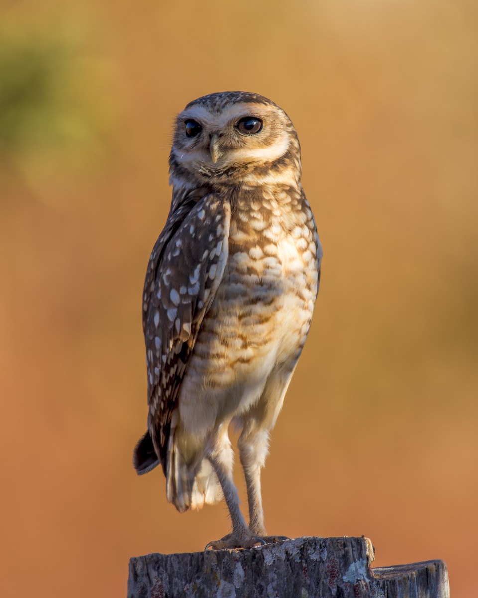 Burrowing Owl - ML609744626