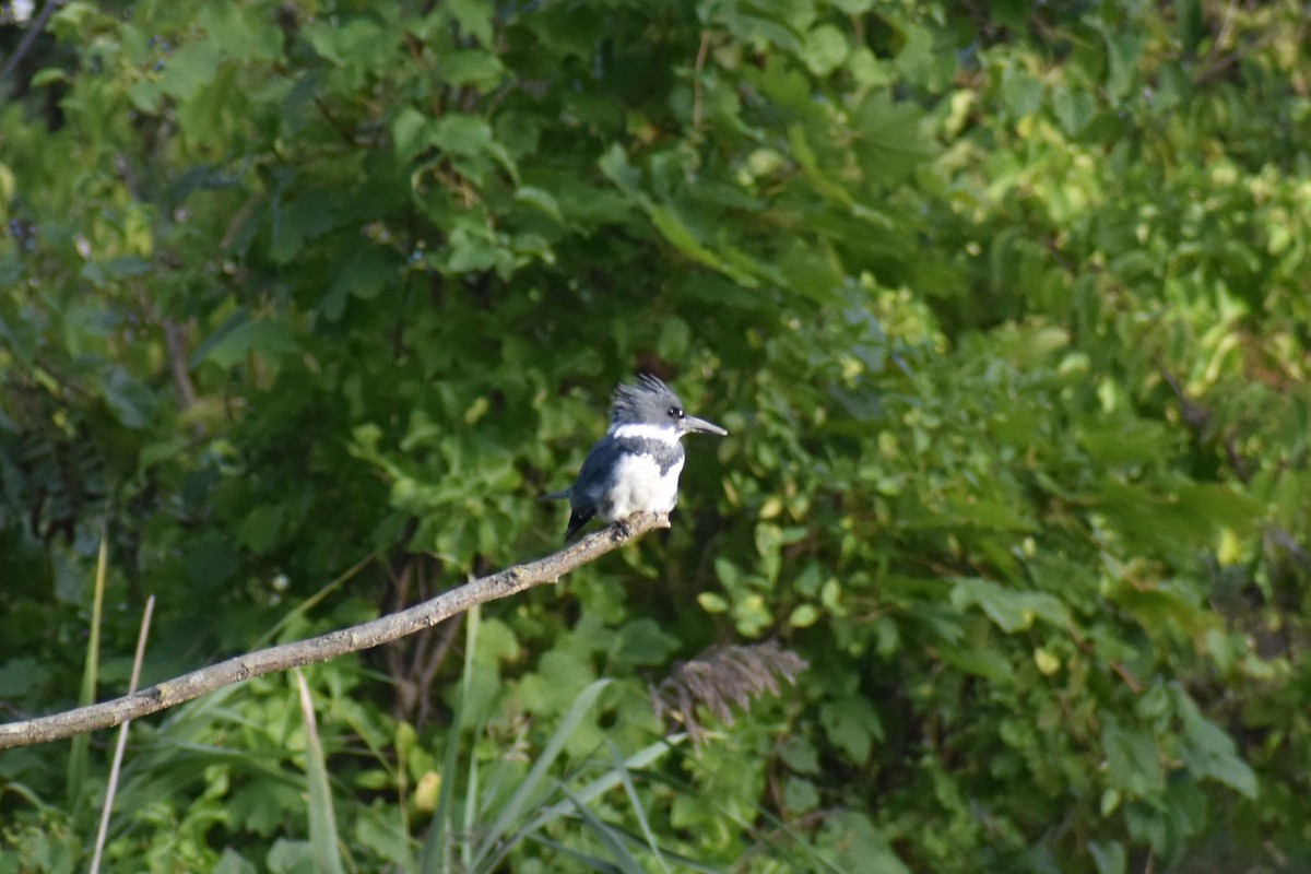 Belted Kingfisher - ML609744644