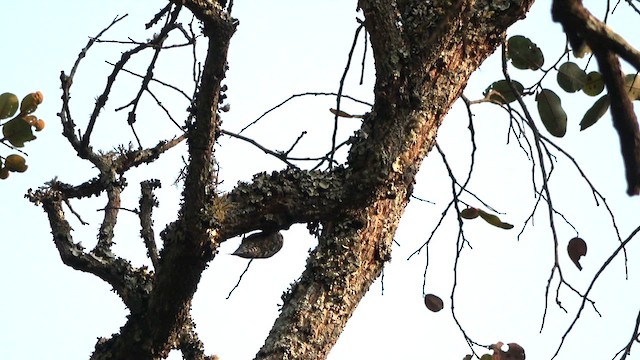 African Spotted Creeper - ML609744721