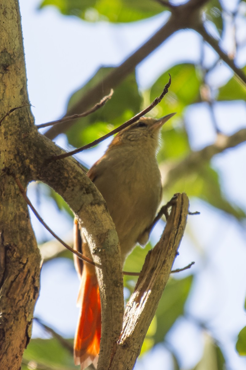 Rusty-backed Spinetail - ML609744786