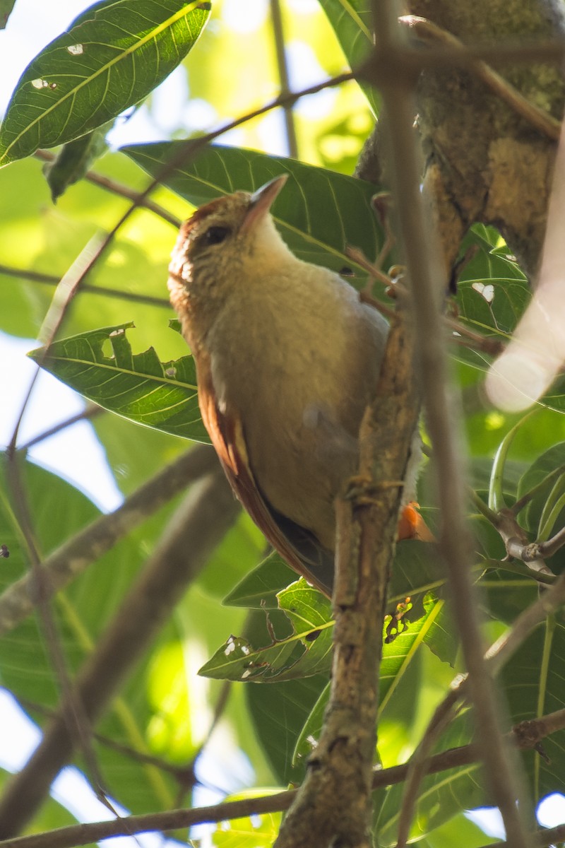 Rusty-backed Spinetail - ML609744787