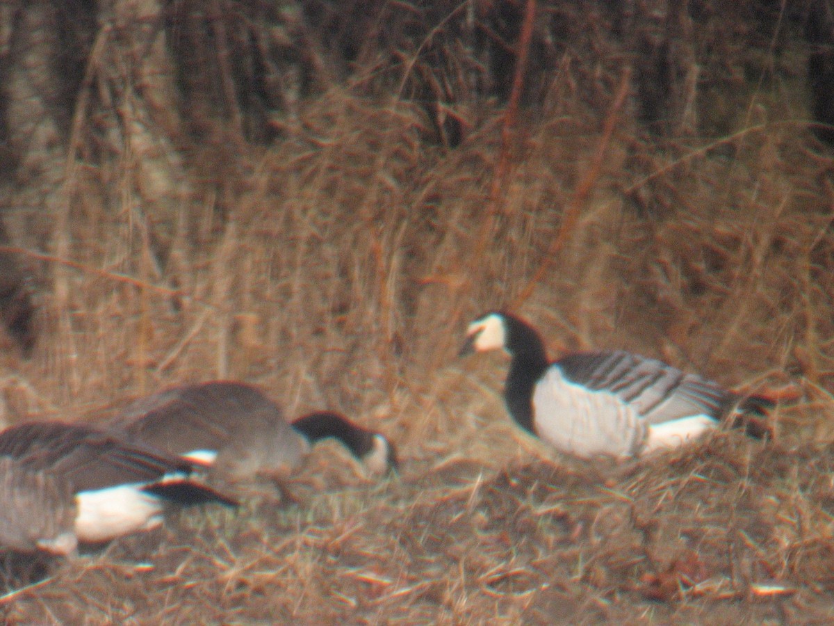 Barnacle Goose - Will Sweet