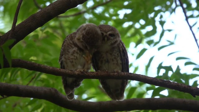Spotted Owlet - ML609745031