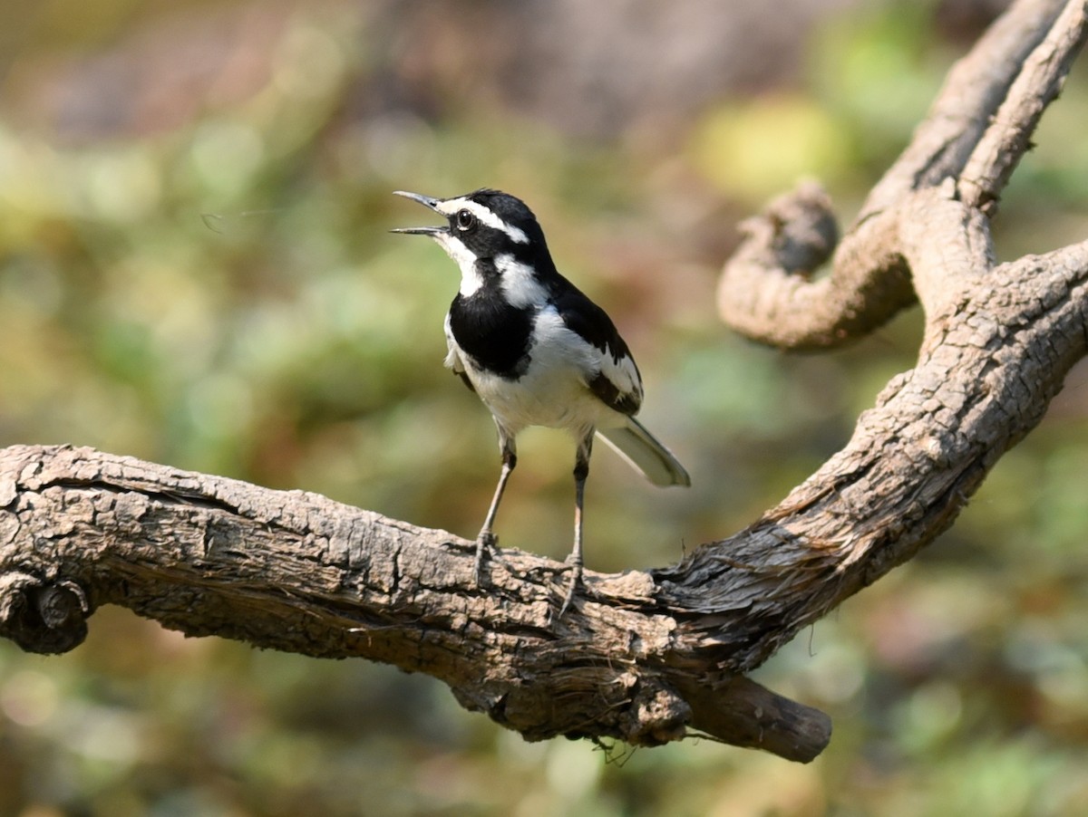 African Pied Wagtail - ML609745096