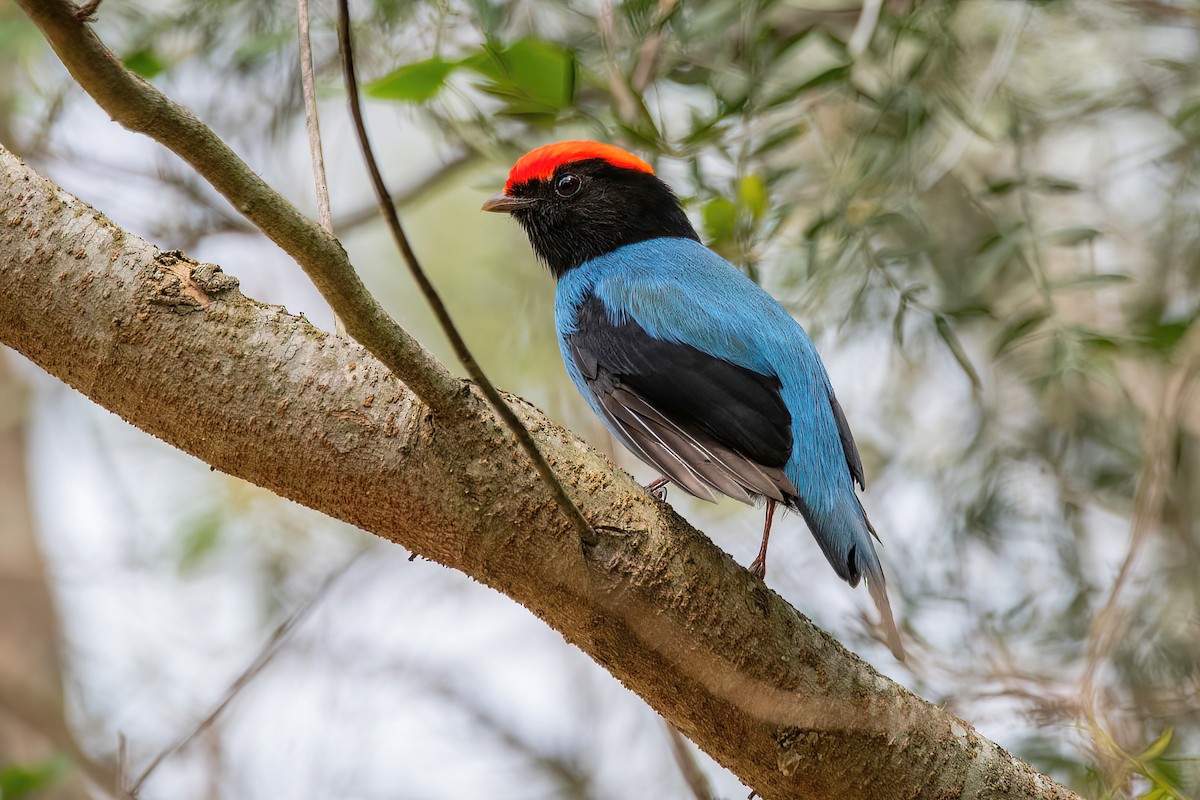 Swallow-tailed Manakin - Raphael Kurz -  Aves do Sul