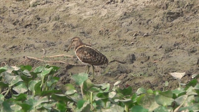 Greater Painted-Snipe - ML609745307