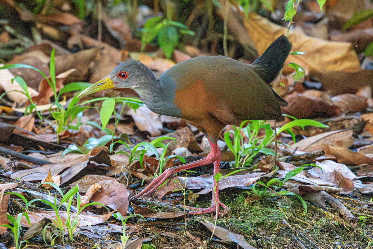 Gray-cowled Wood-Rail - Marney Queiroz
