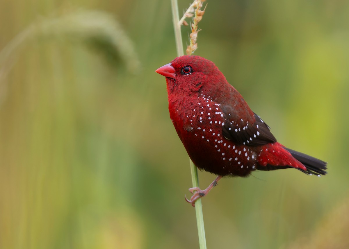 Red Avadavat (Red-bellied) - ML609745374