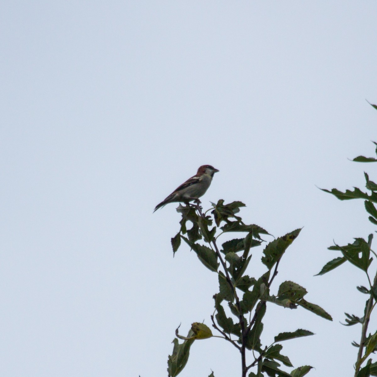 Russet Sparrow - ML609745416