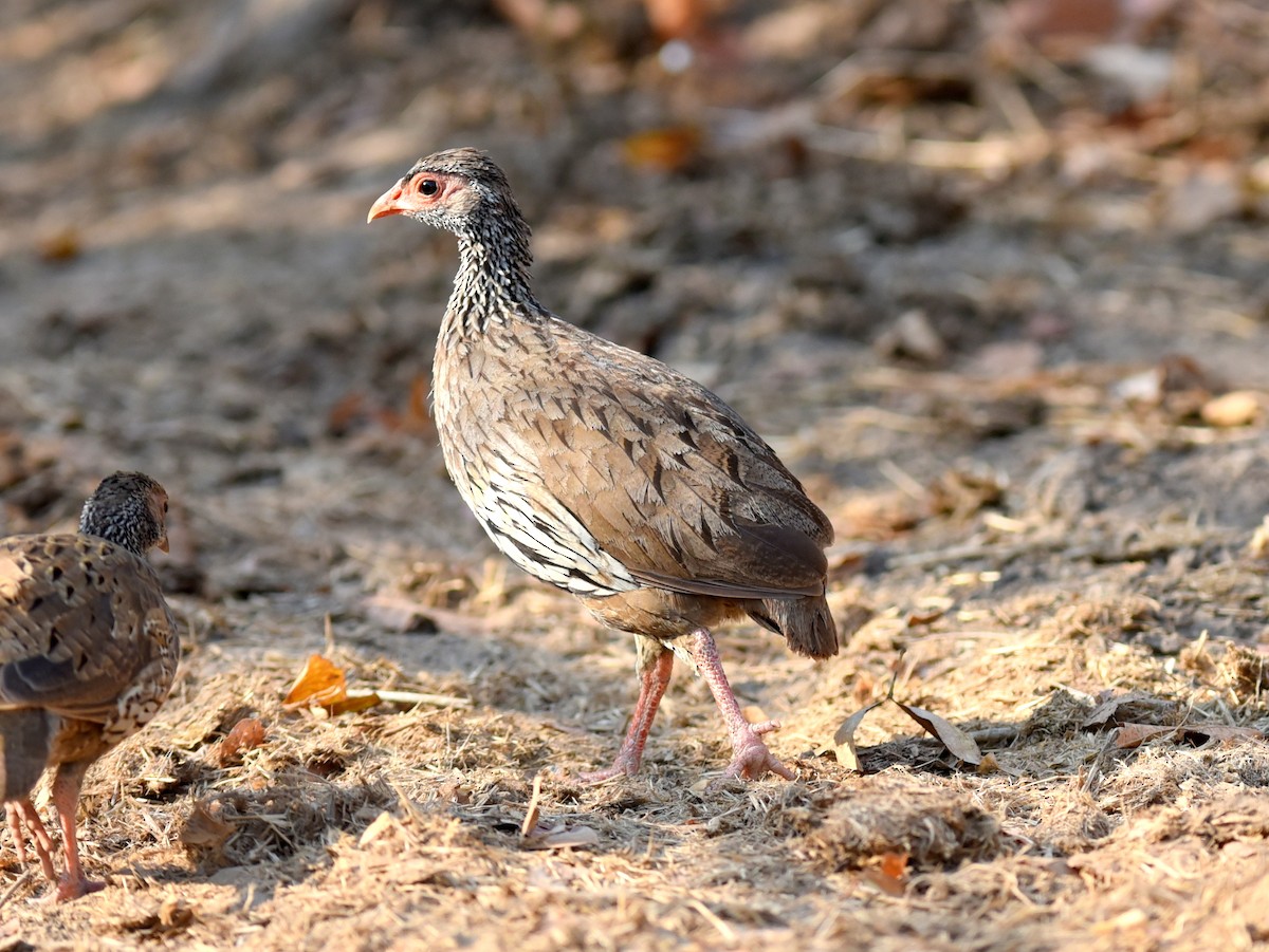 Red-necked Spurfowl - ML609745483