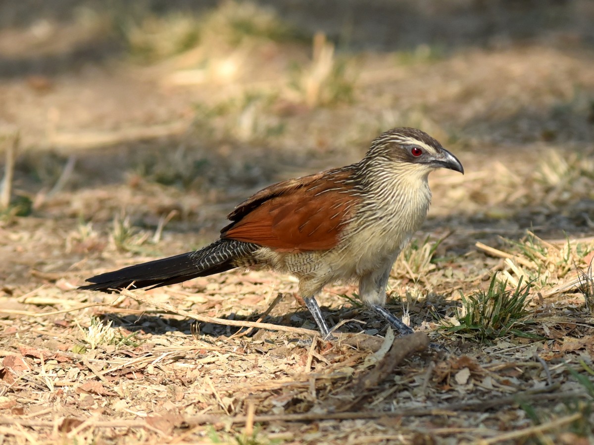 White-browed Coucal - ML609745499