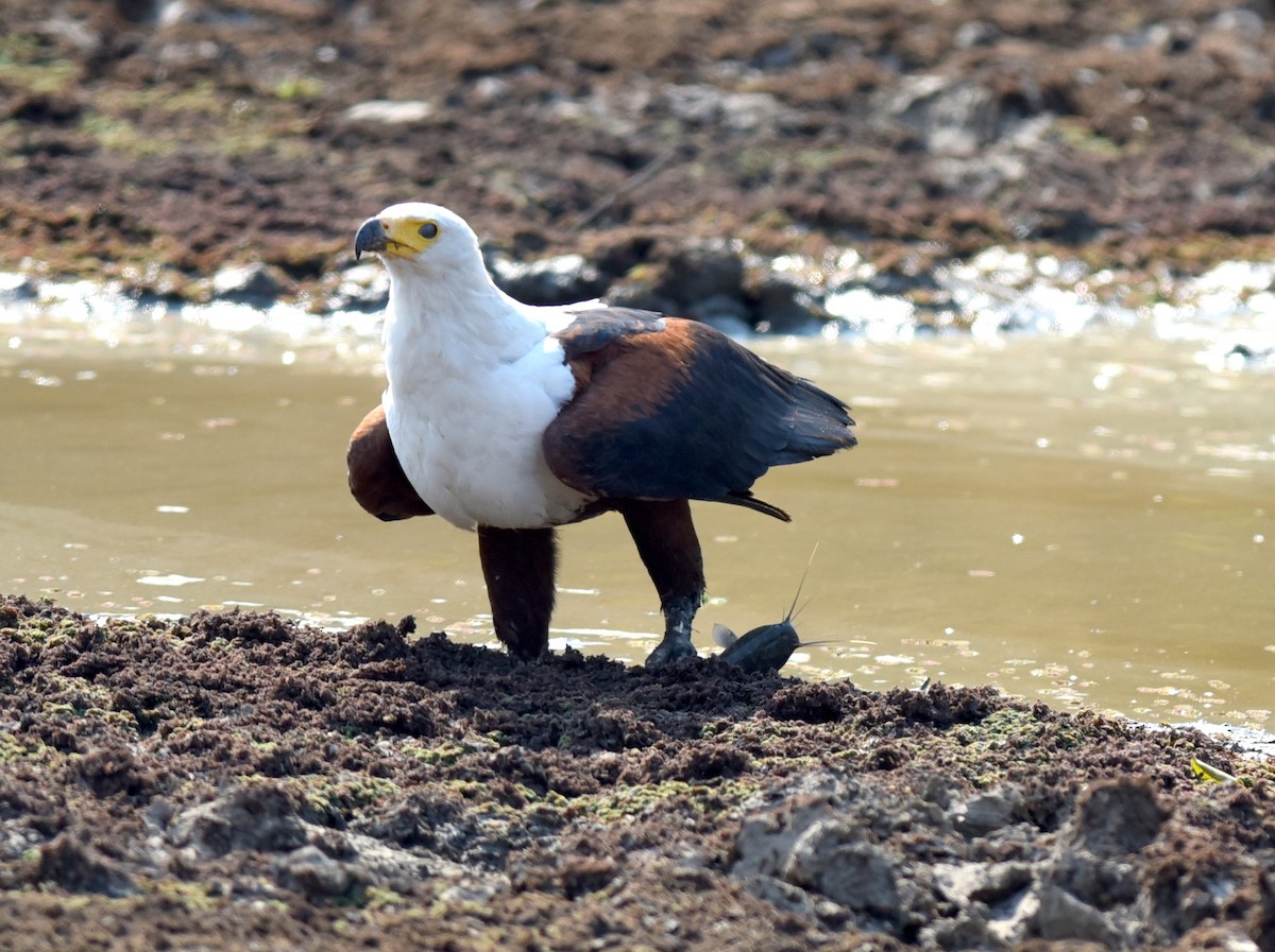 African Fish-Eagle - ML609745530