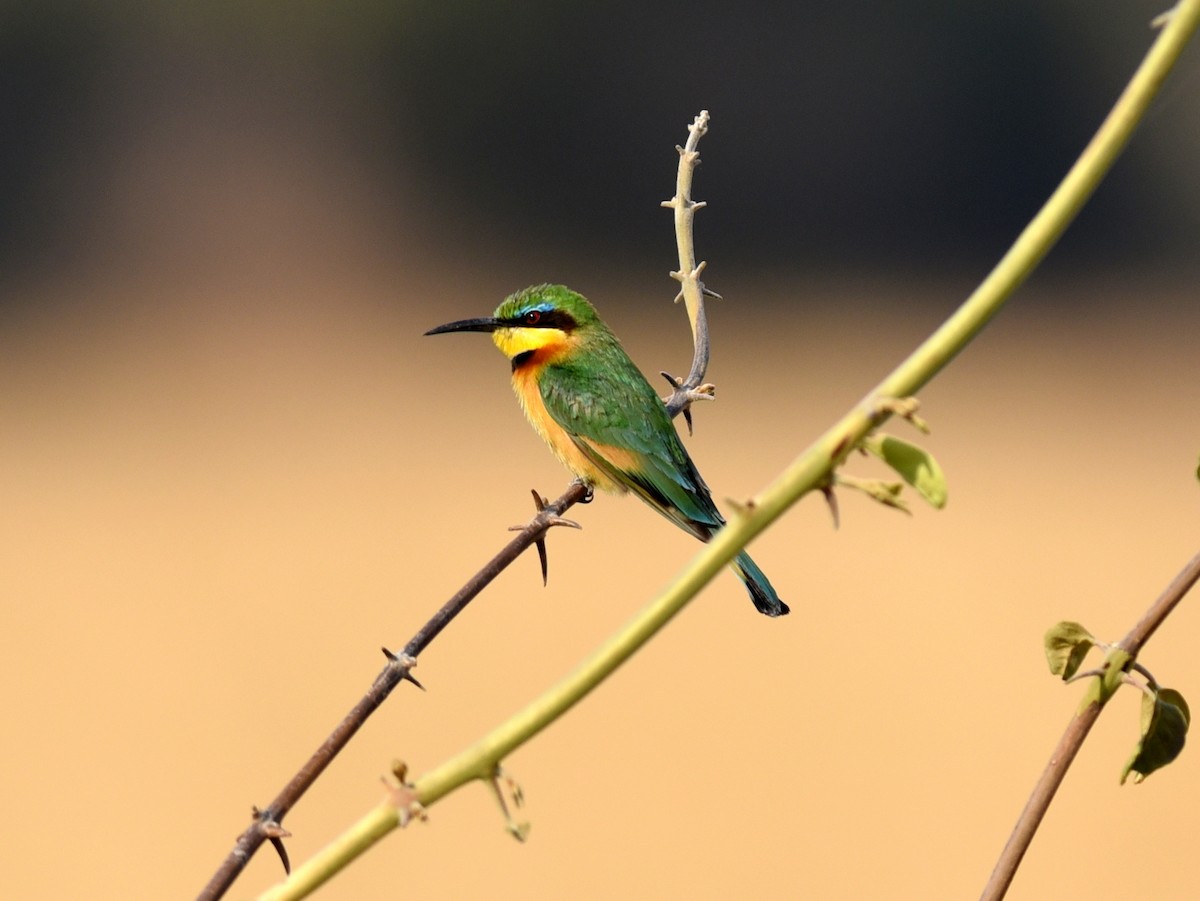 Little Bee-eater - ML609745534