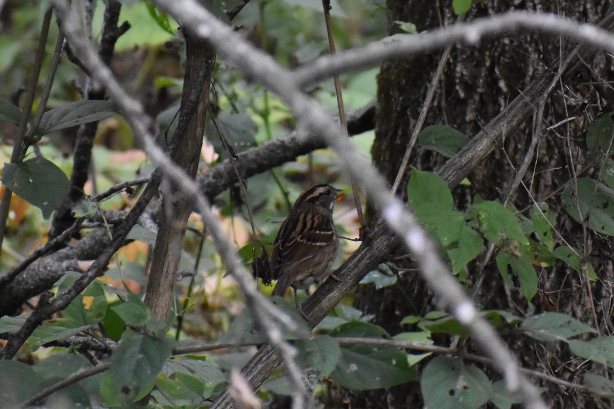 White-throated Sparrow - ML609745950