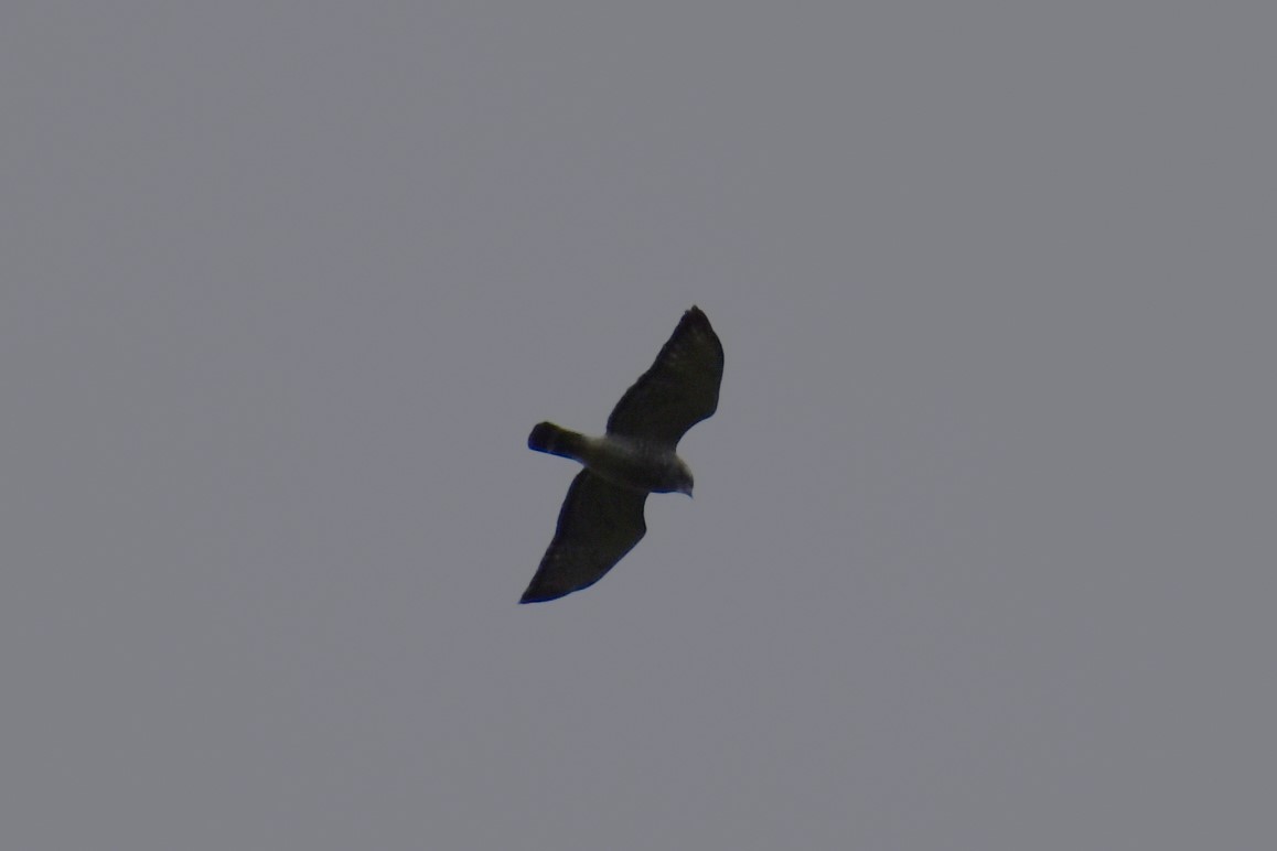 Broad-winged Hawk - ML609745993