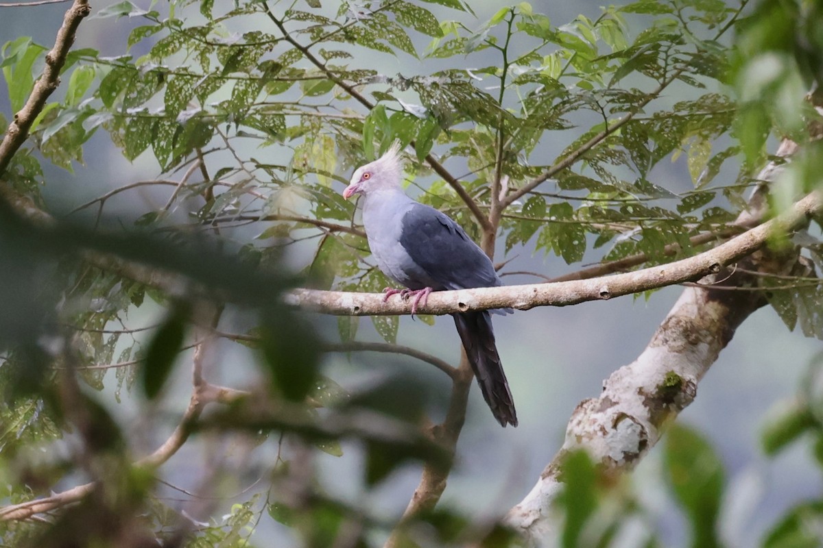 Crested Cuckoo-Dove - ML609746278