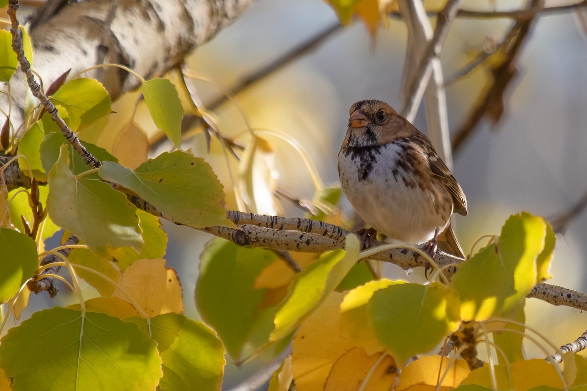 Harris's Sparrow - ML609746354