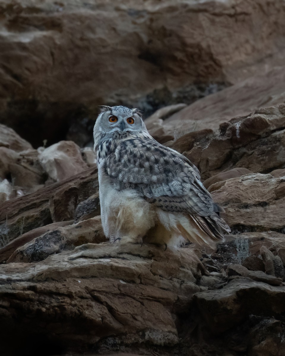 Eurasian Eagle-Owl - ML609746432
