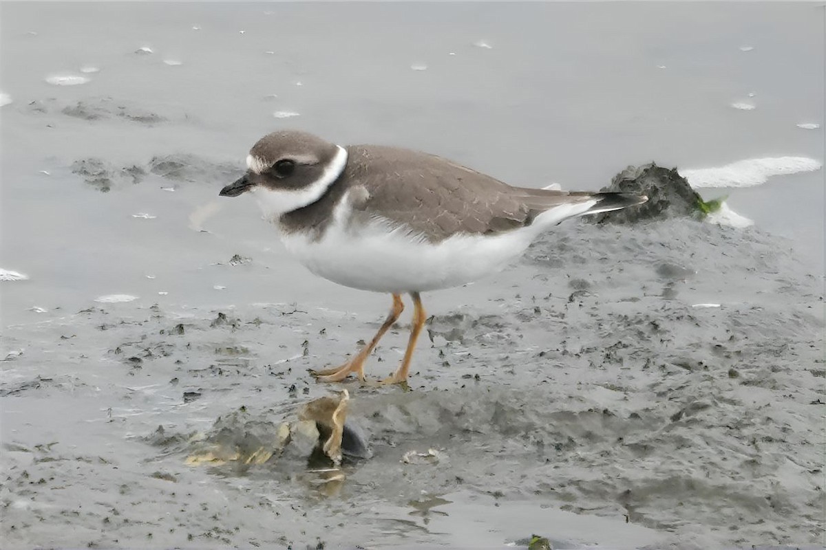Common Ringed Plover - ML609746504