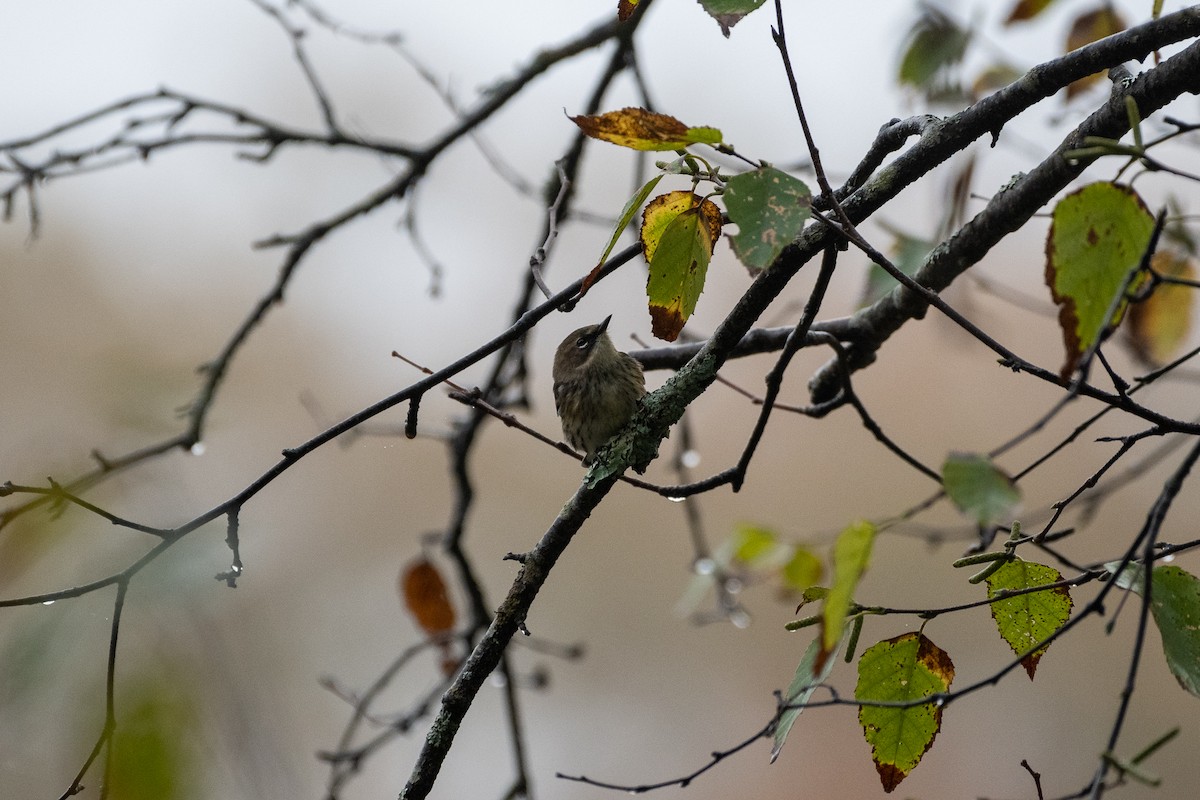 Yellow-rumped Warbler (Myrtle) - Richard Littauer