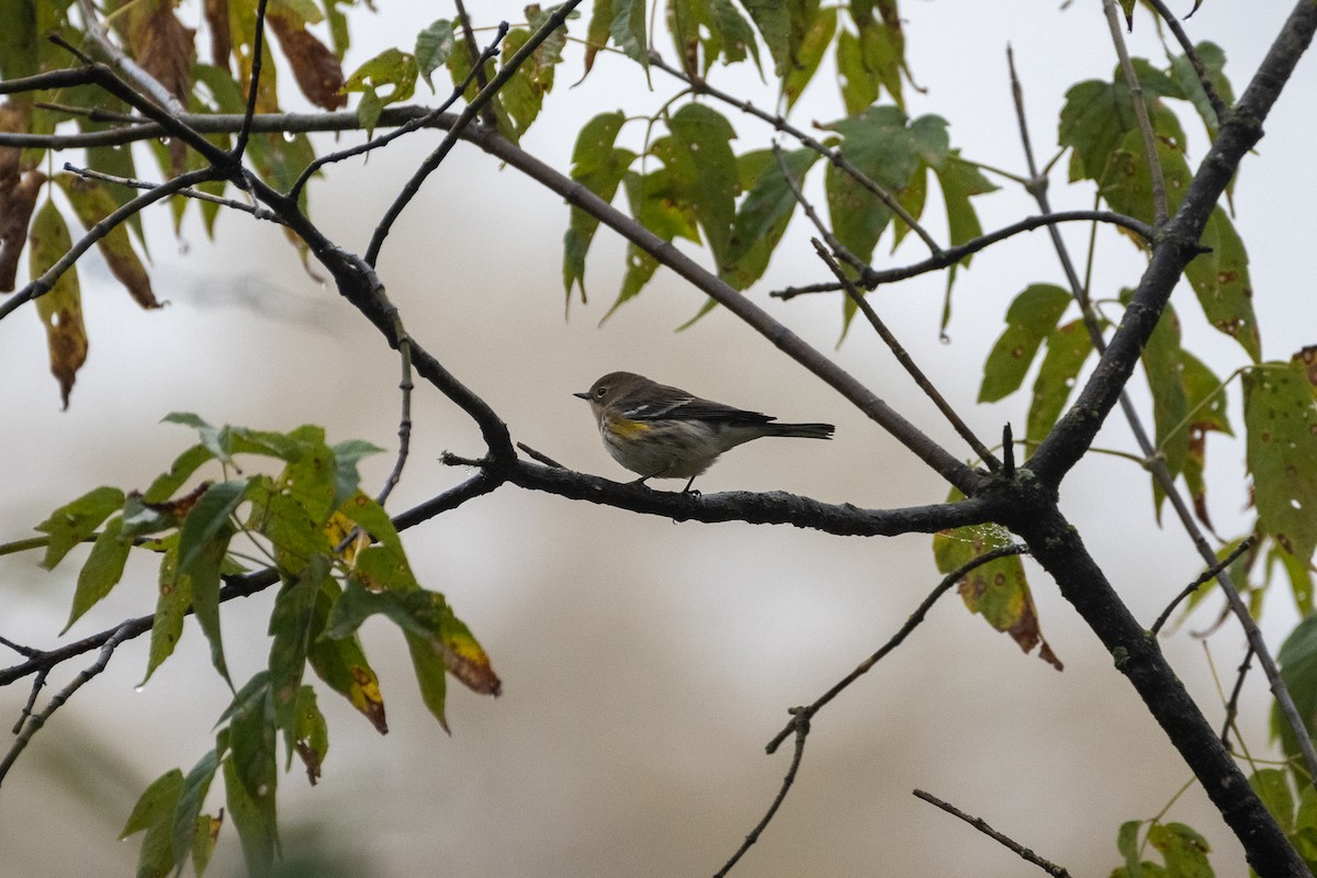 Yellow-rumped Warbler (Myrtle) - ML609746534