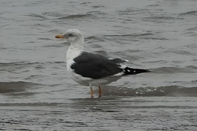 Lesser Black-backed Gull - ML609746599