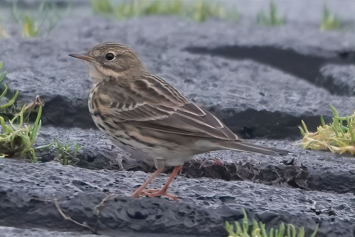 Meadow Pipit - ML609746663