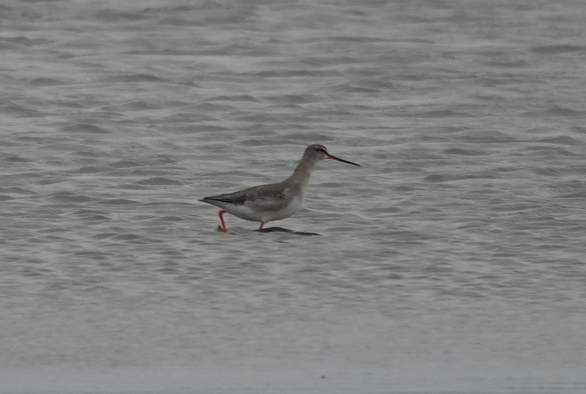 Spotted Redshank - ML609746698