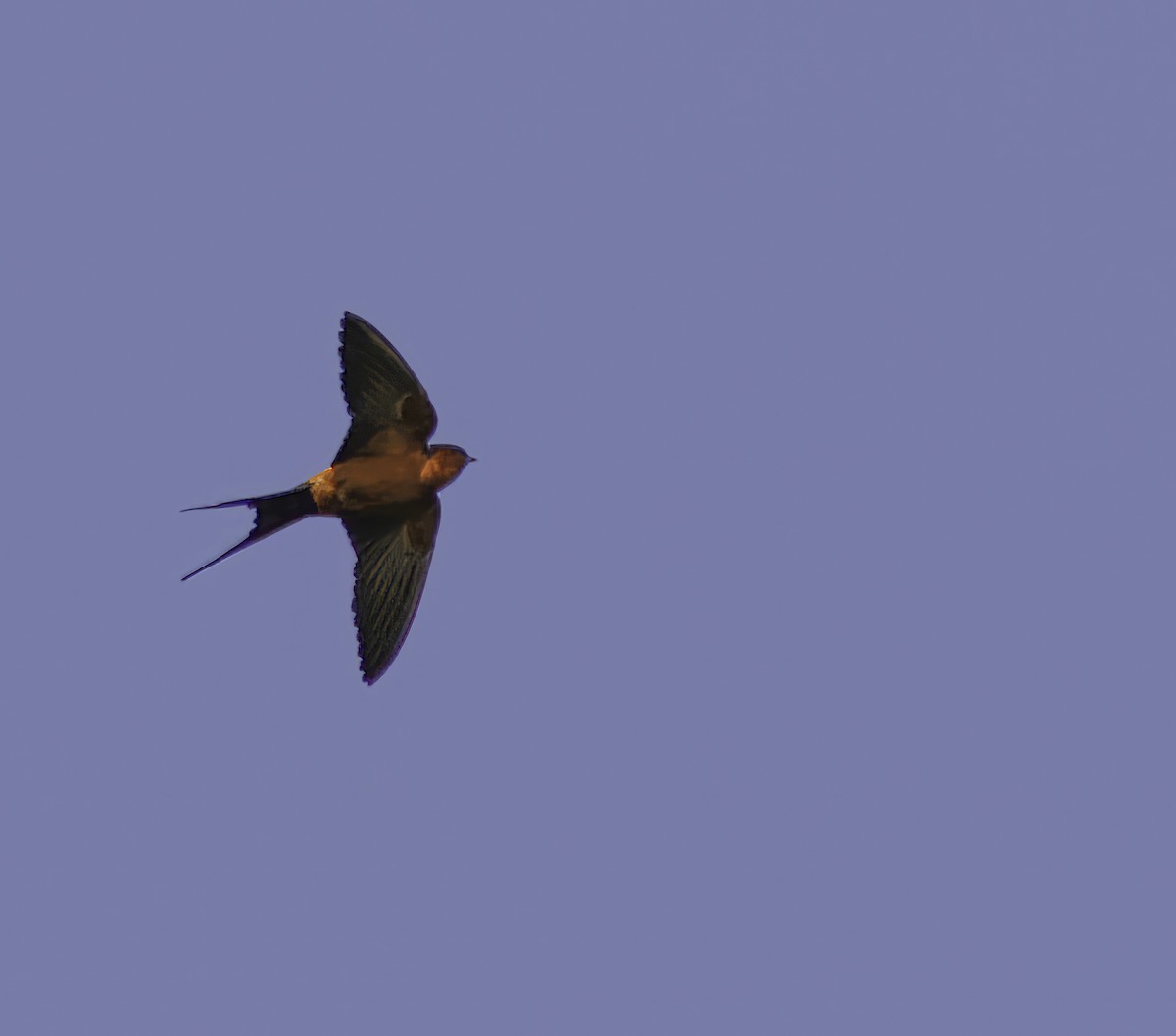Rufous-bellied Swallow - ML609746851