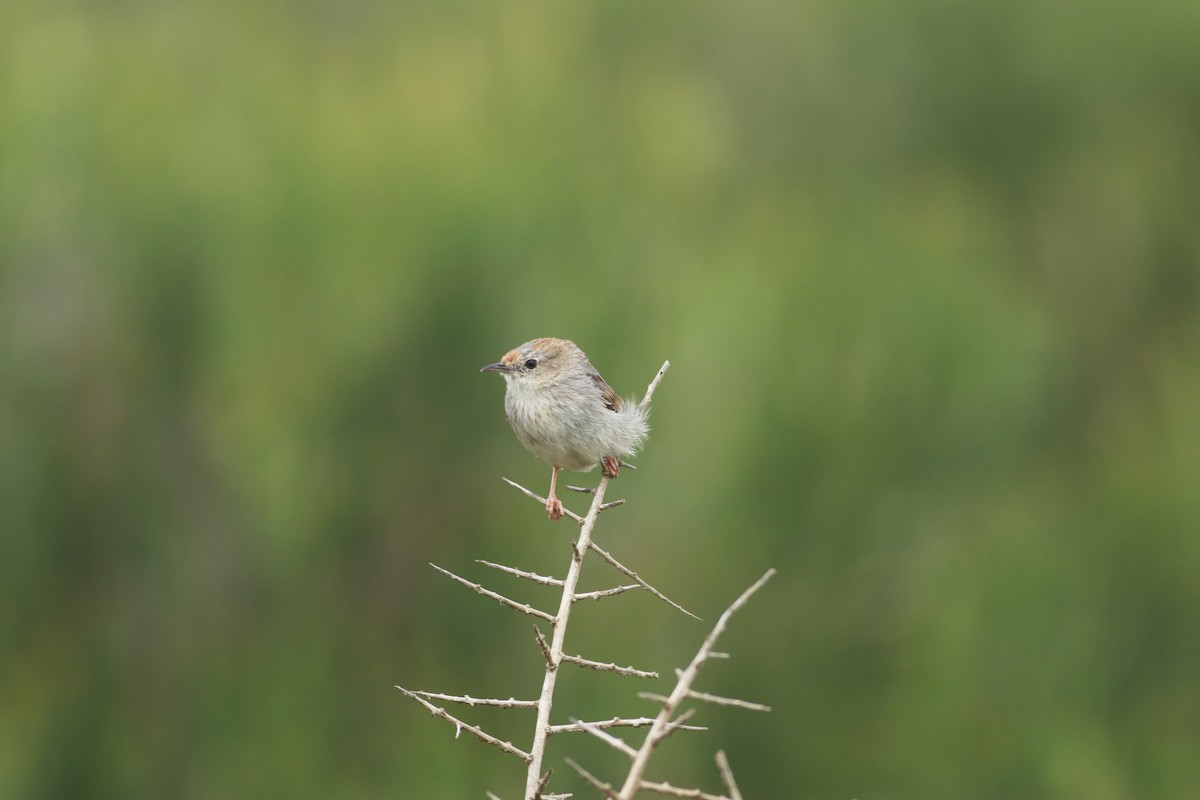 Red-headed Cisticola - Thad Roller