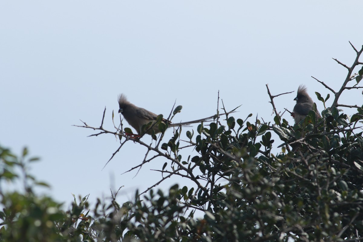 White-backed Mousebird - Thad Roller