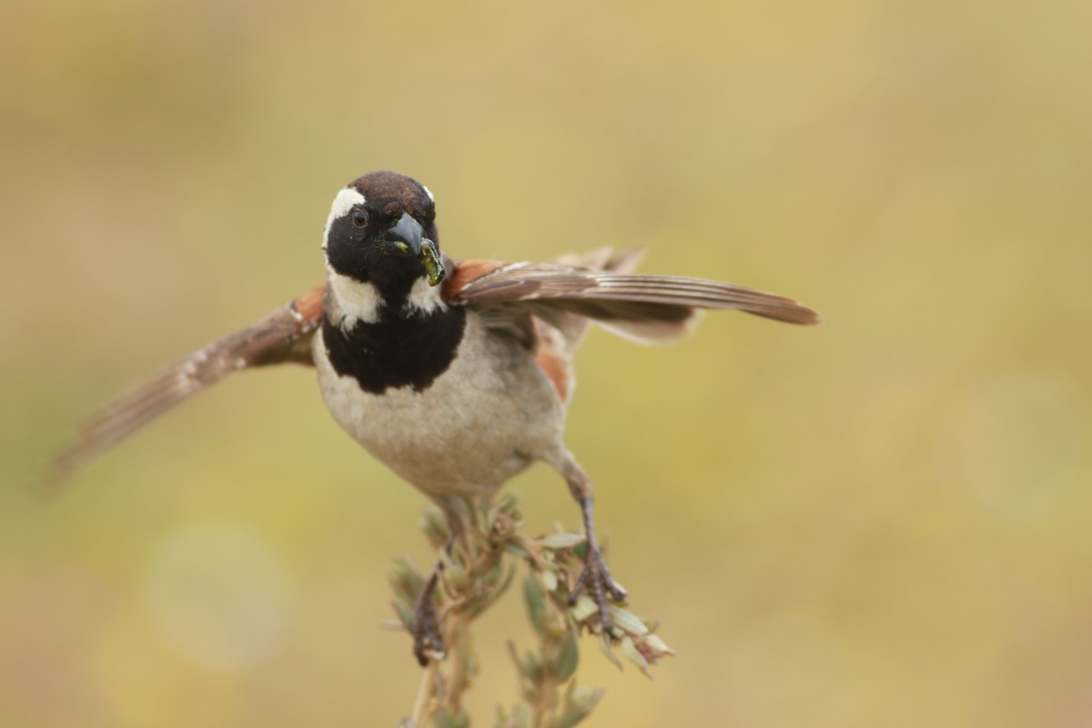 Cape Sparrow - Thad Roller