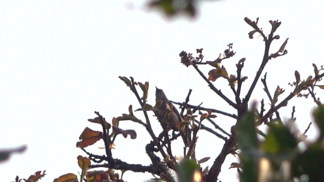 Miombo Wren-Warbler - ML609747307