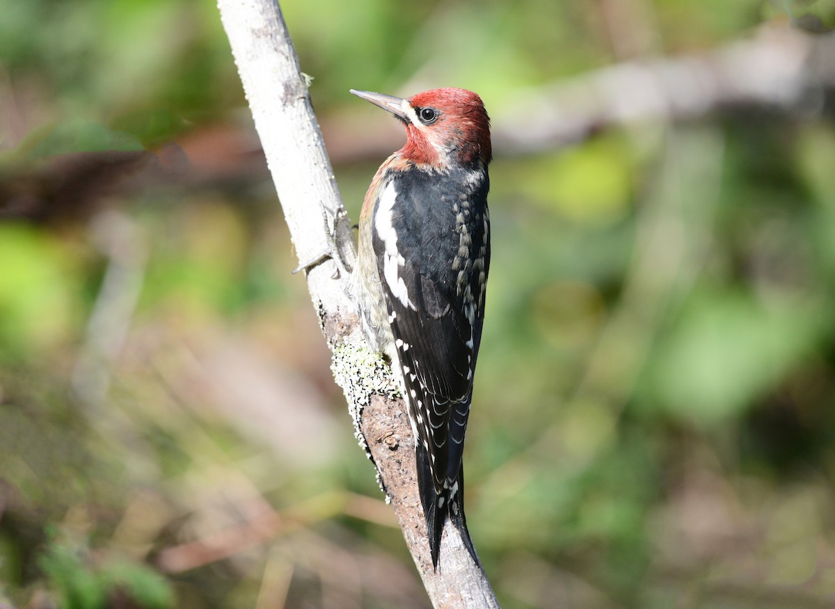 Red-breasted Sapsucker - ML609747316