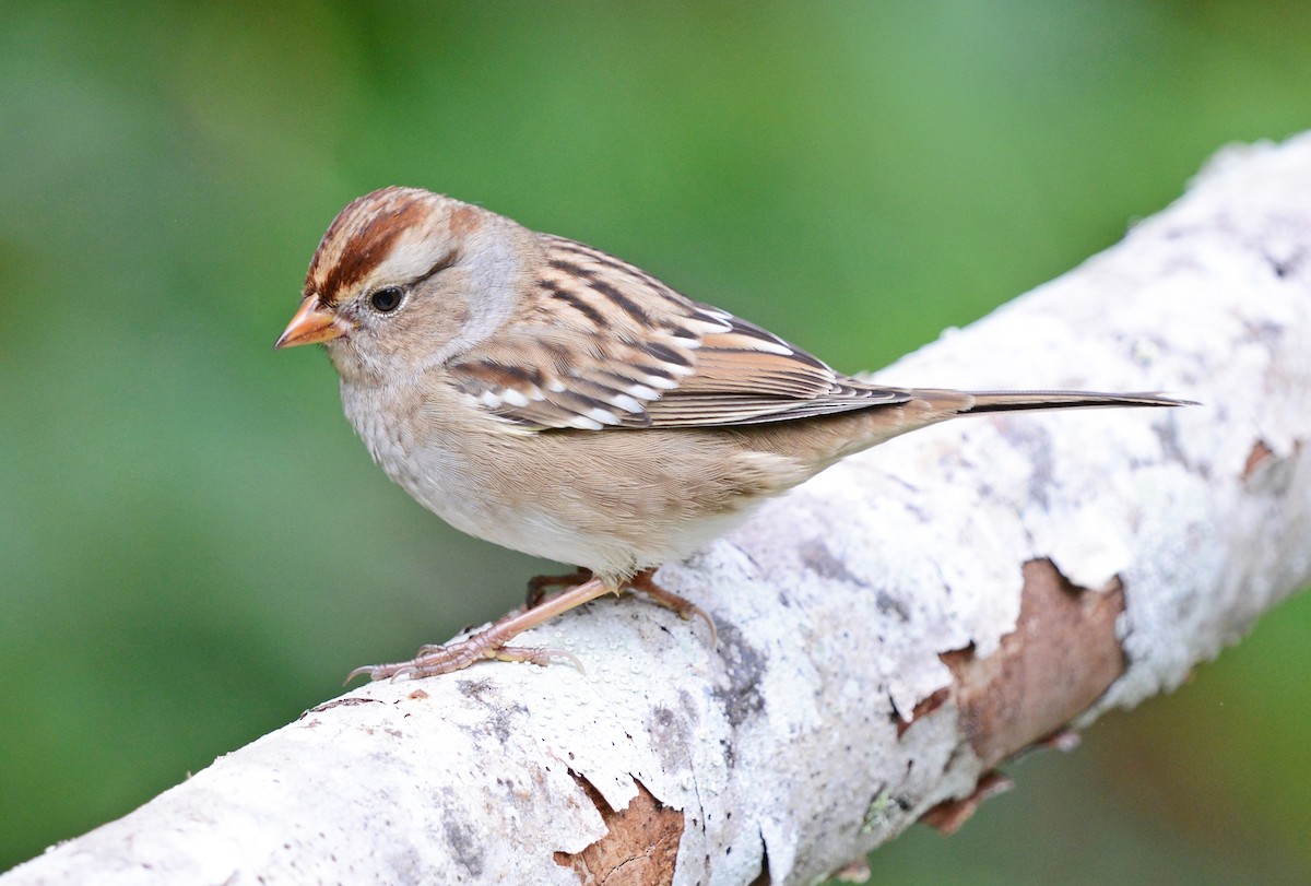 White-crowned Sparrow - Vickie Anderson