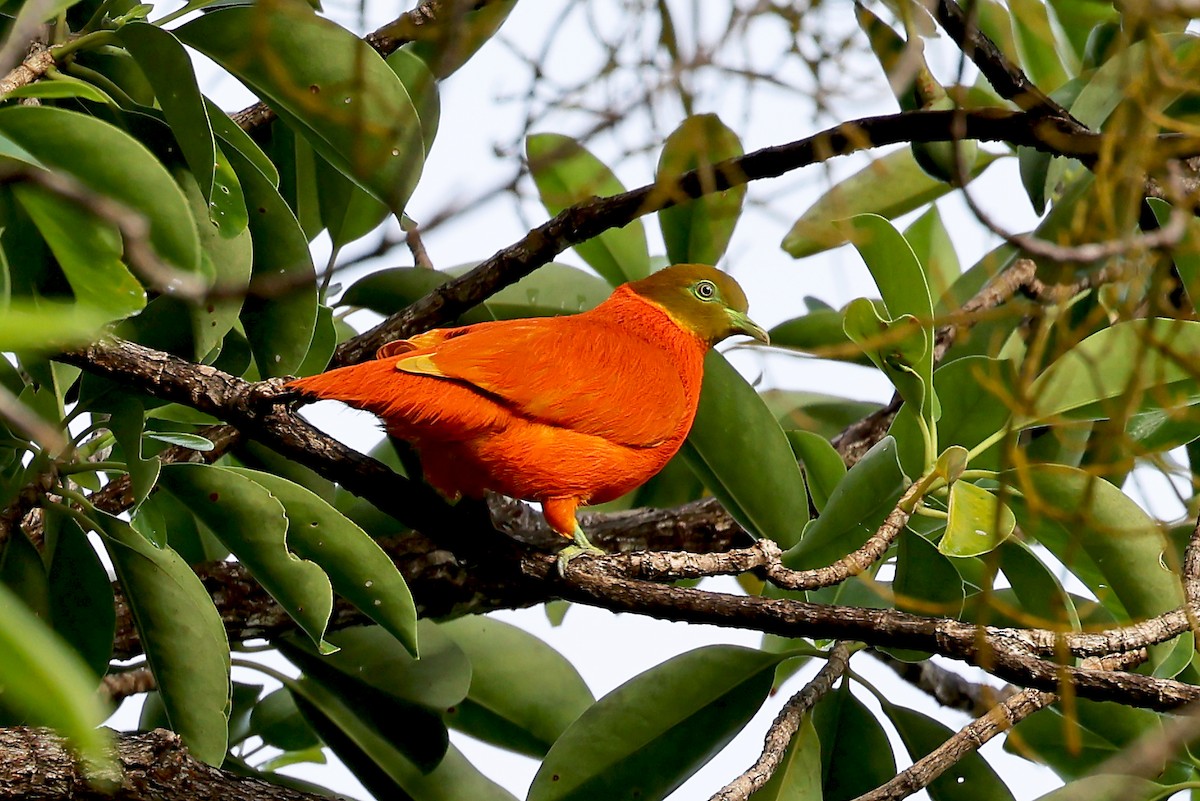Orange Dove - Phillip Edwards