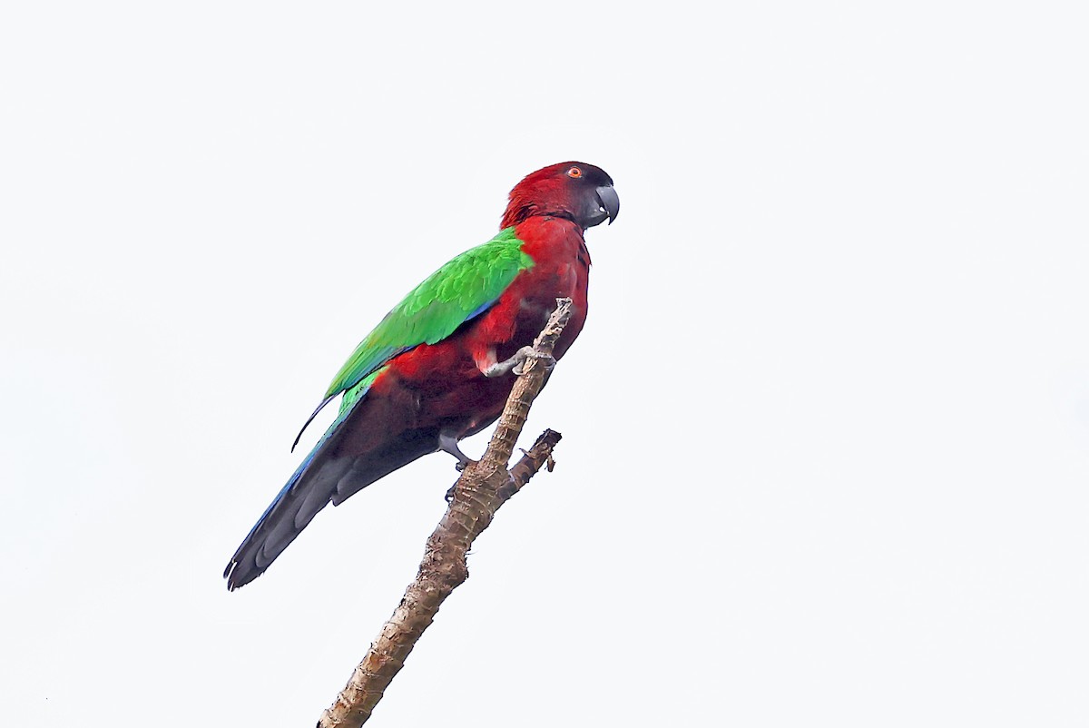 Red Shining-Parrot - ML609747531