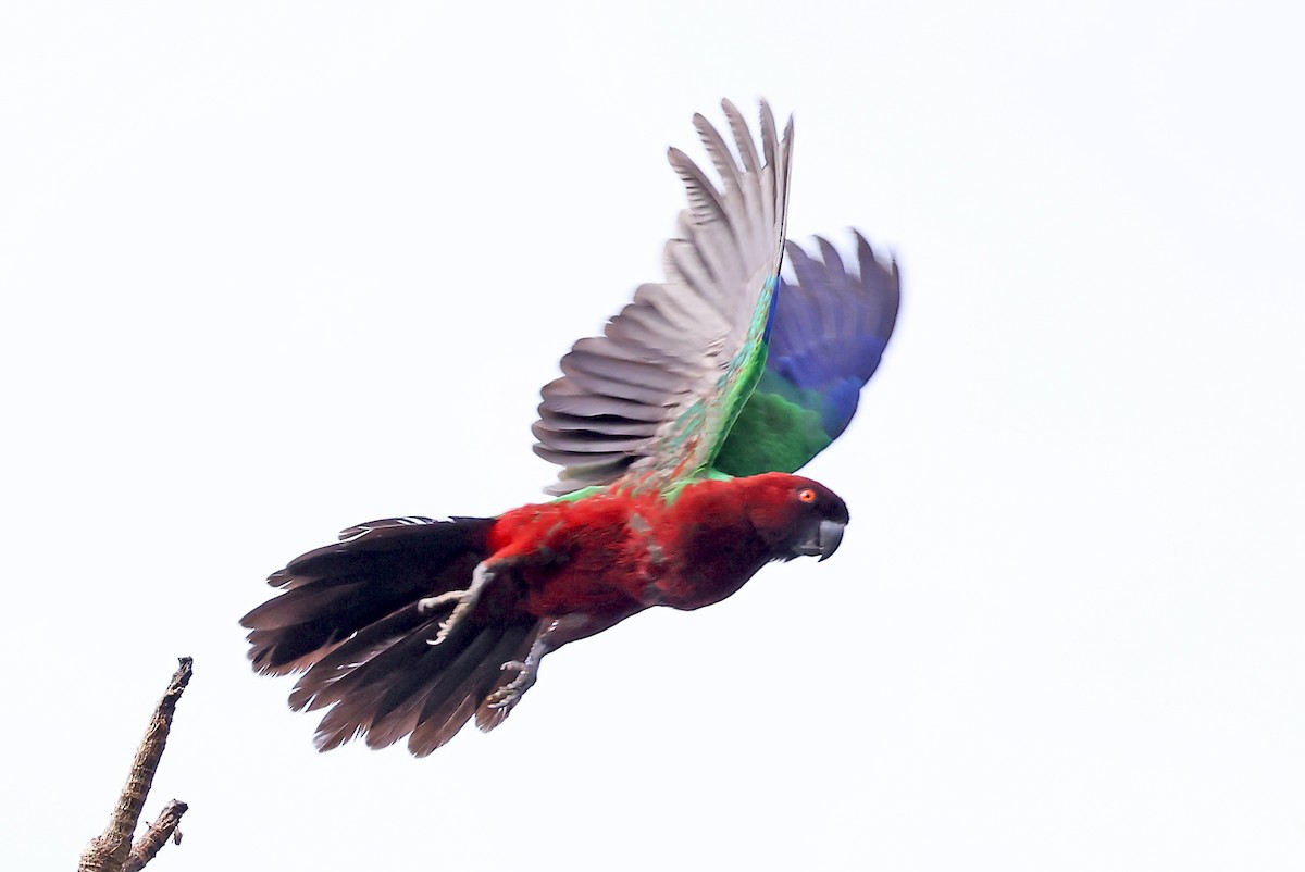 Red Shining-Parrot - ML609747532