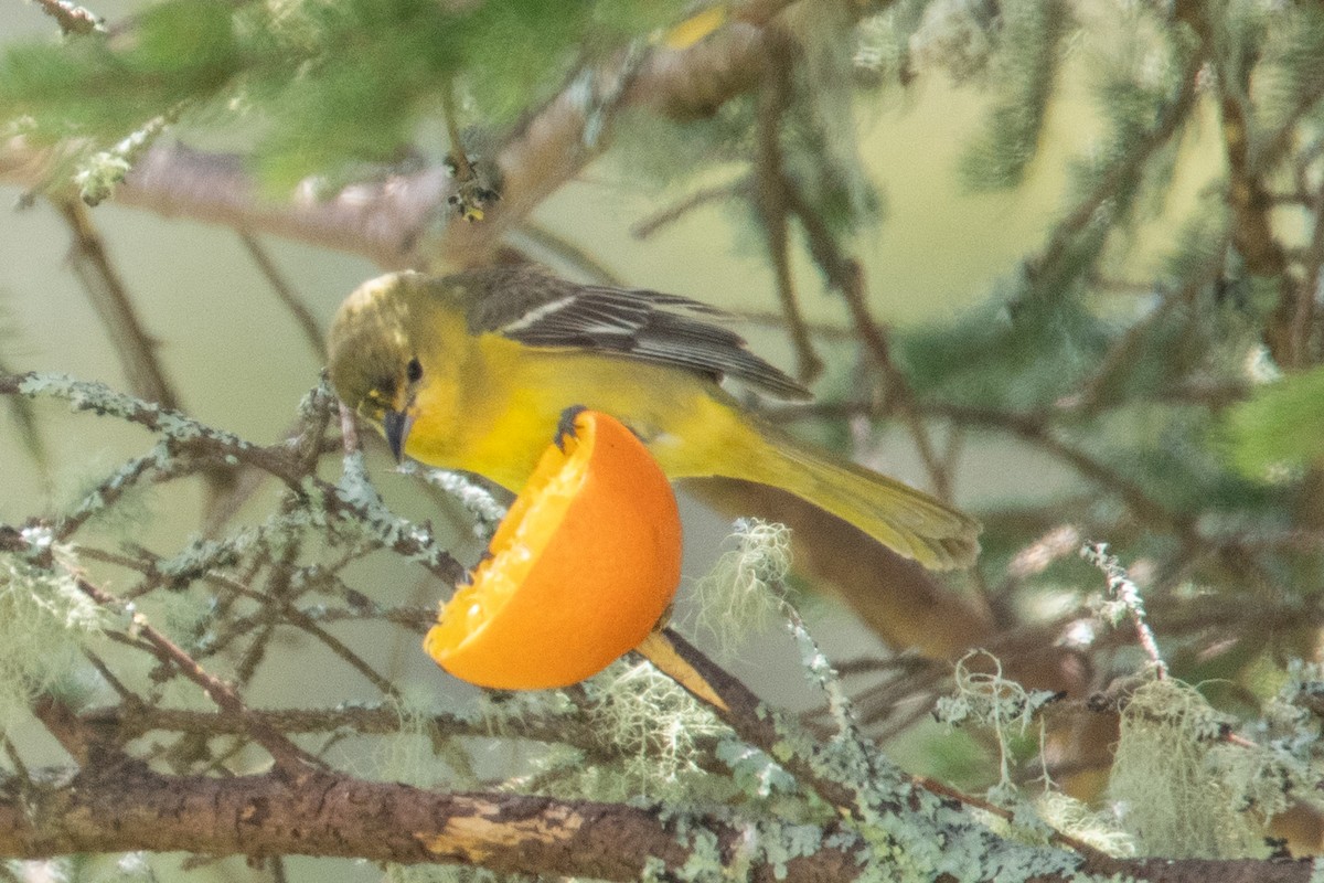 Orchard Oriole - ML609747591