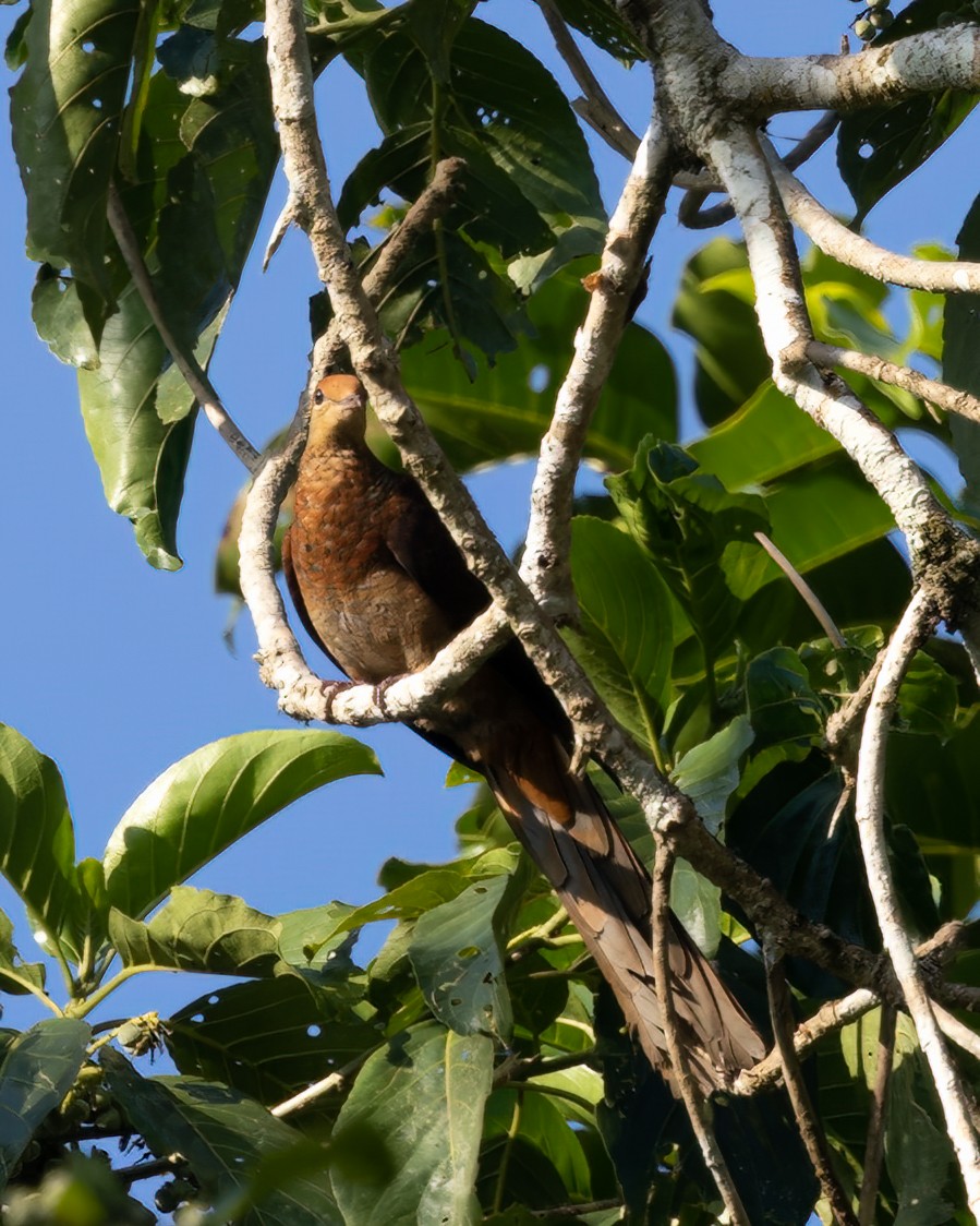 Sultan's Cuckoo-Dove (Sulawesi) - ML609747833