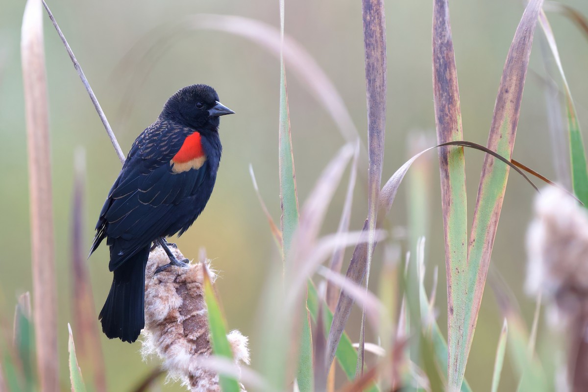 Red-winged Blackbird - ML609748890