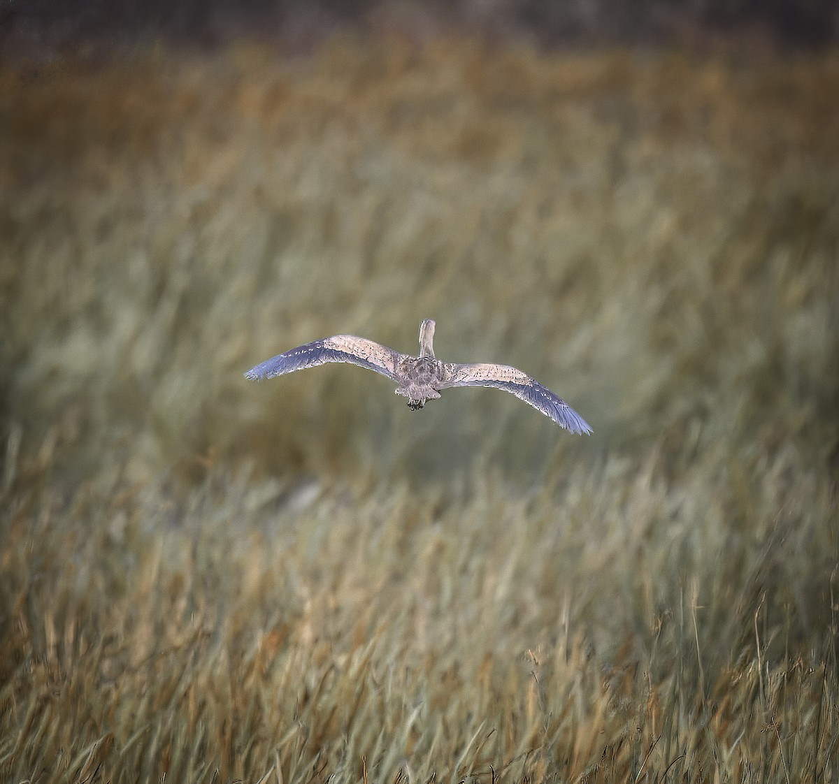 eBird Checklist 8 Oct 2023 Mill Creek Wildlife Sanctuary