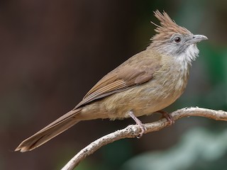 นกเต็มวัย (Puff-throated) - Natthaphat Chotjuckdikul - ML609748994