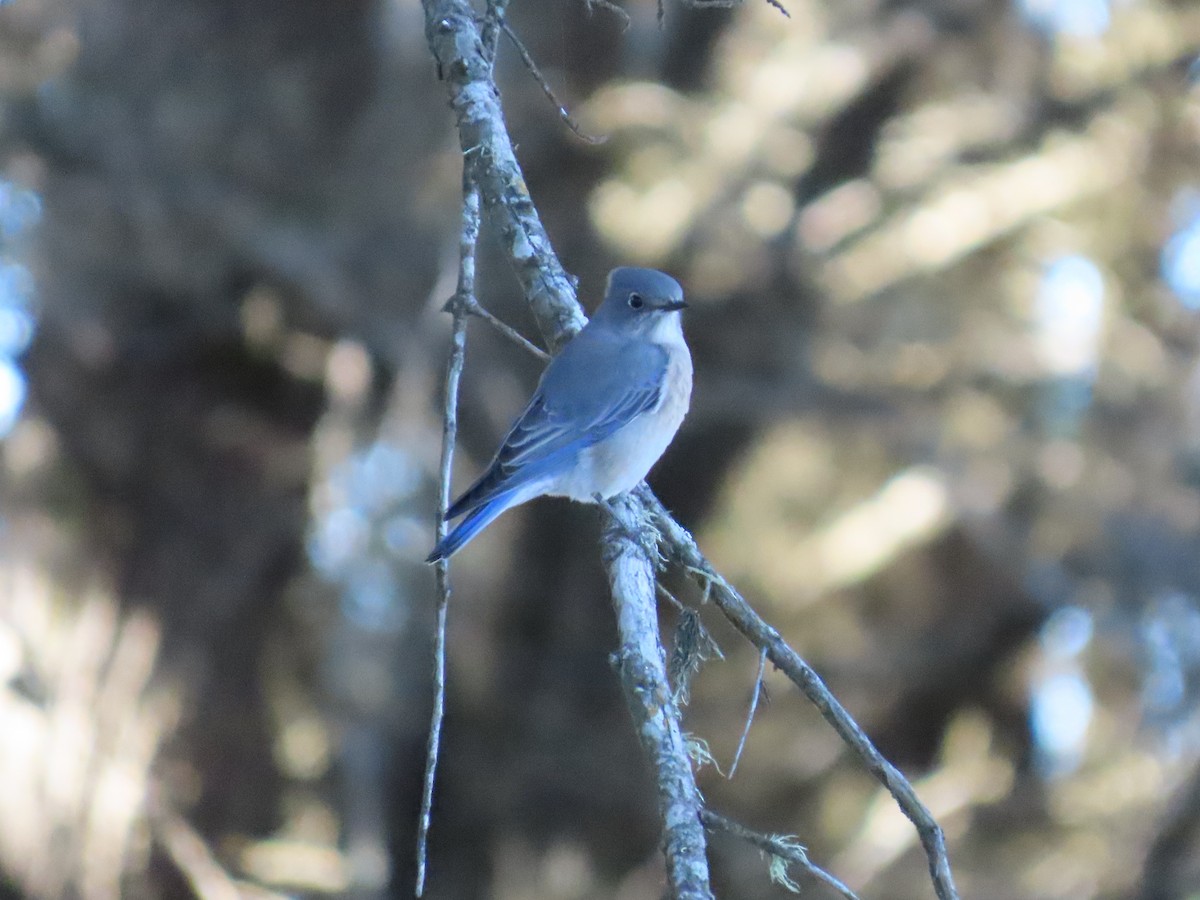 bluebird sp. - ML609749241