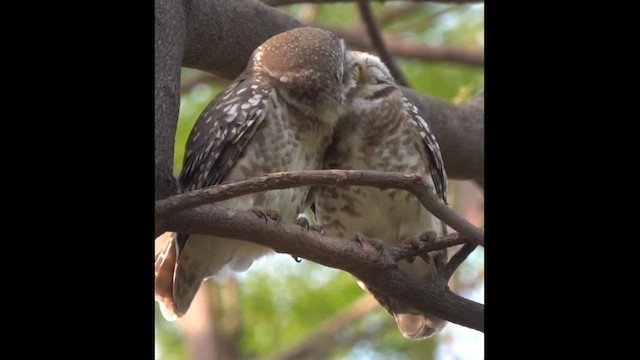 Spotted Owlet - ML609749557