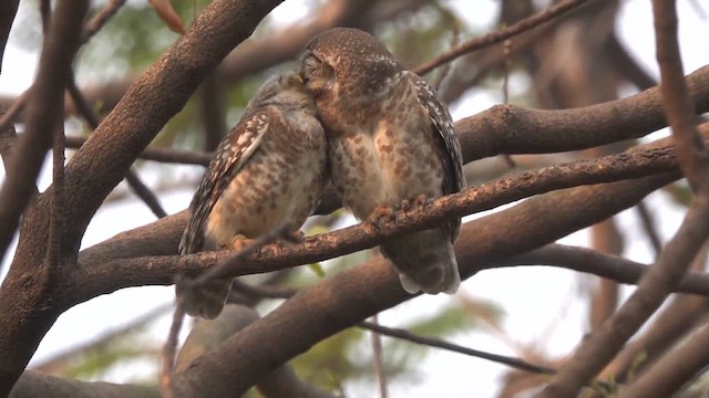 Spotted Owlet - ML609749652