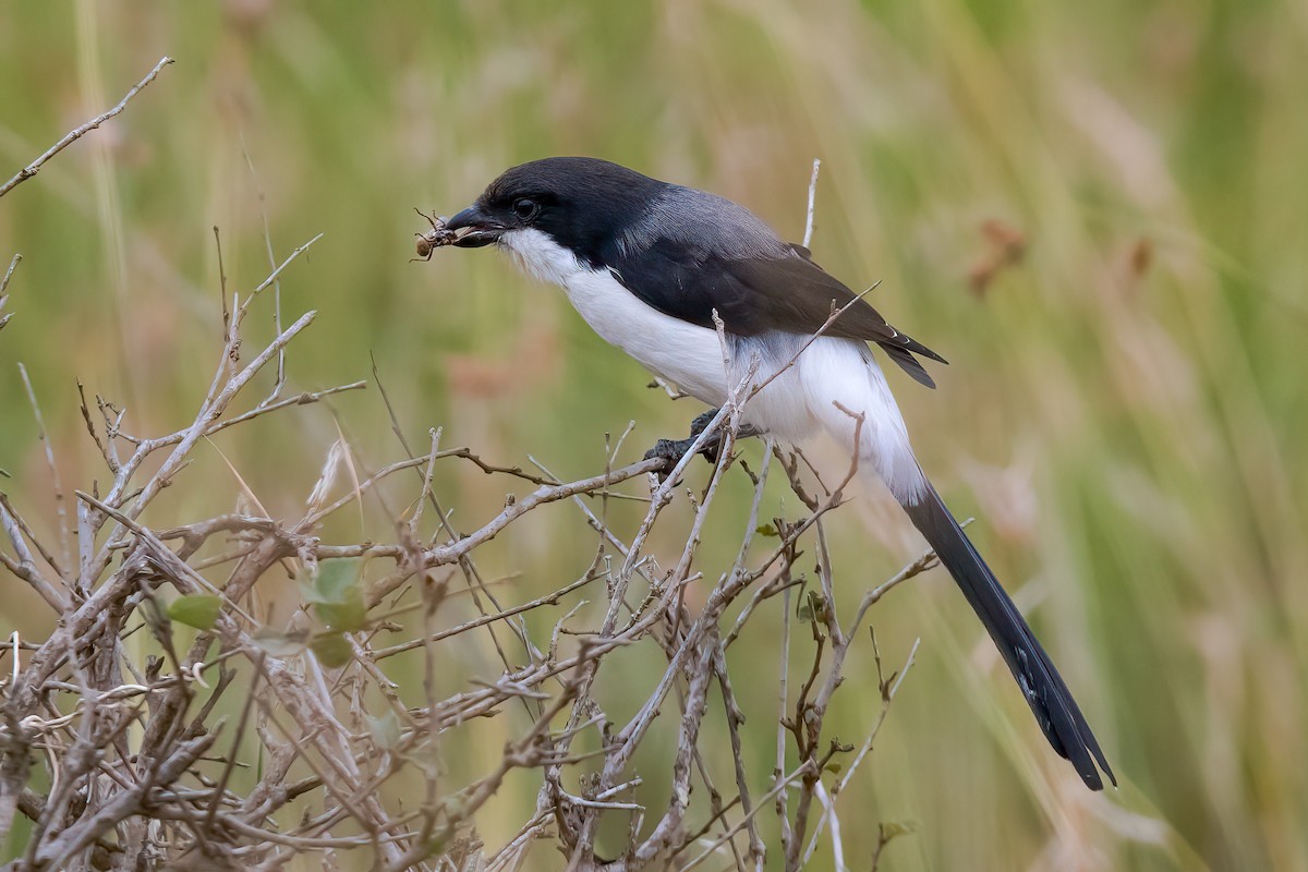 Long-tailed Fiscal - ML609749766