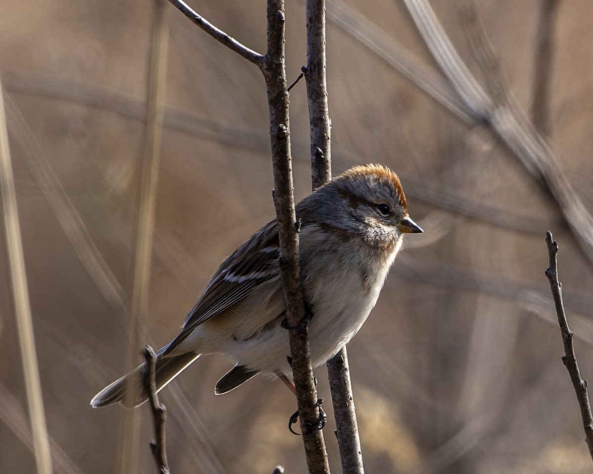 American Tree Sparrow - ML609749842